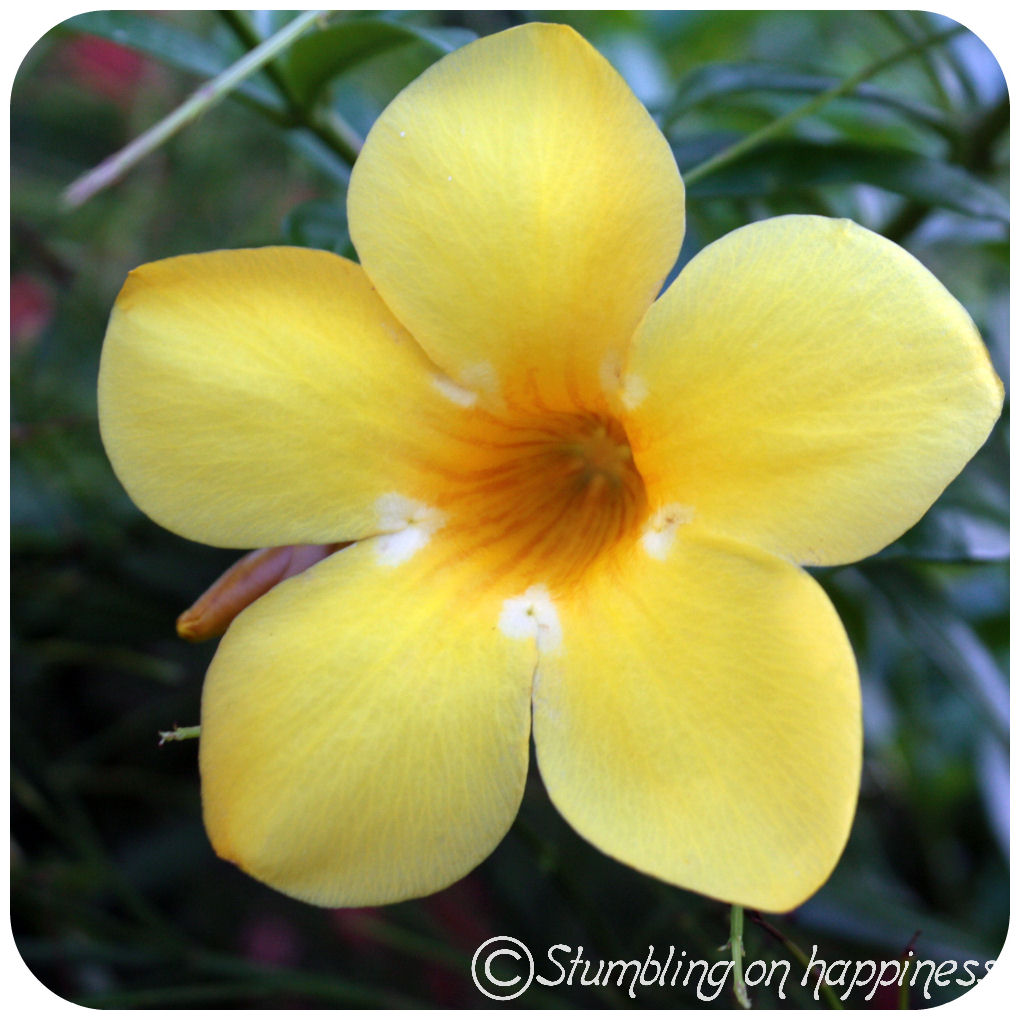 . the expat files . Jamaica Beautiful Flowers