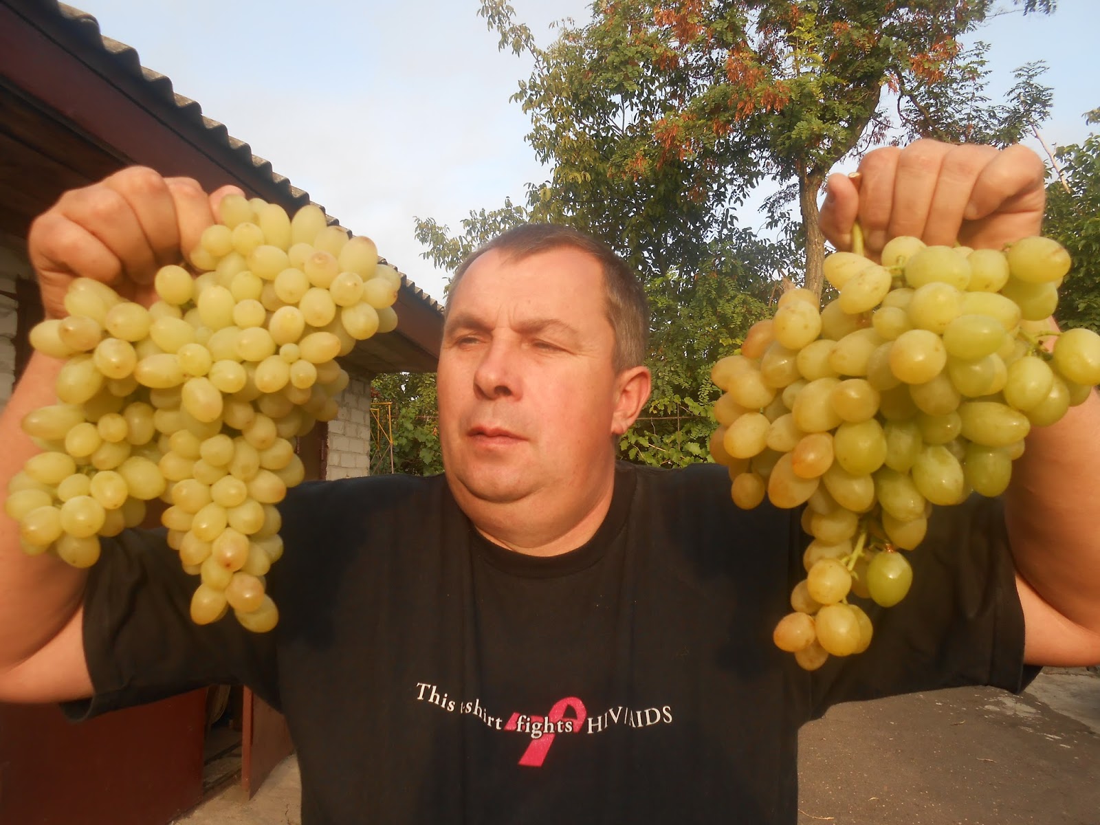 Виноград кишмиш Арсеньевский