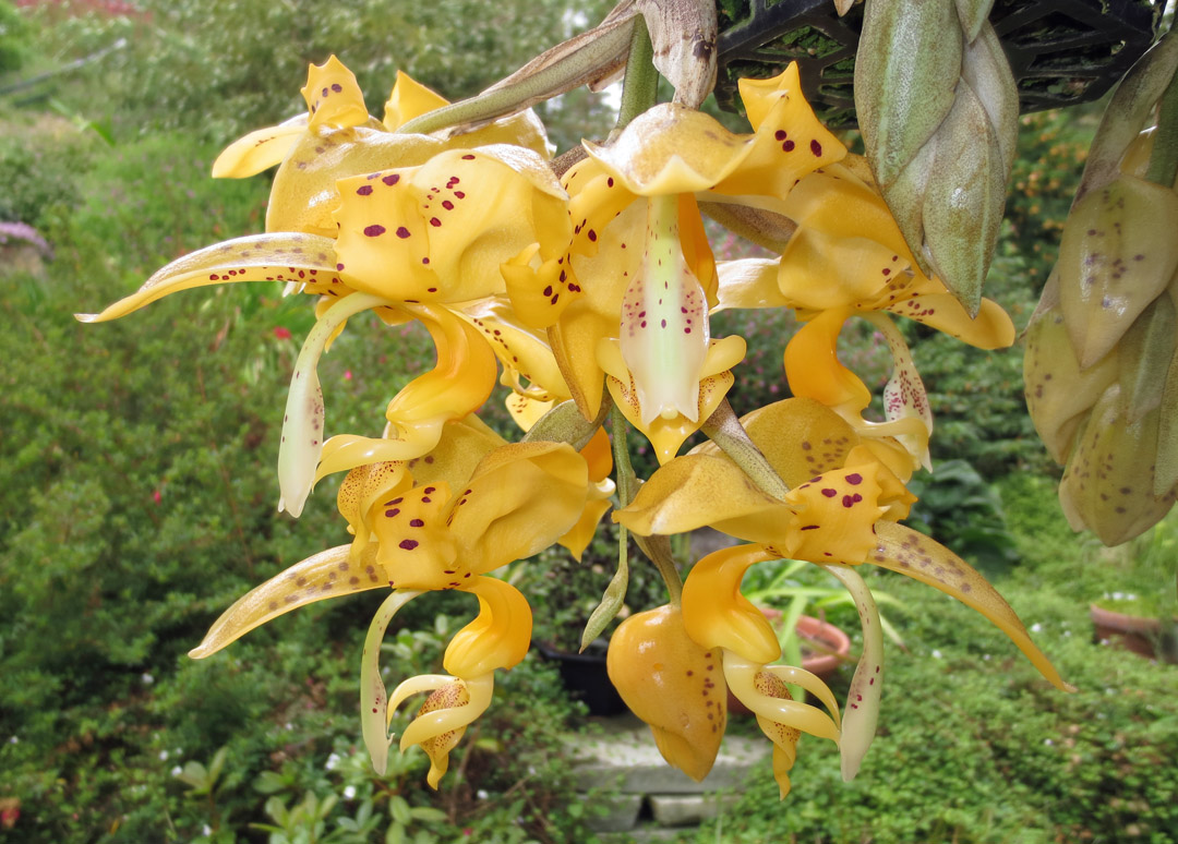 The Uncarved Block Stanhopea orchid