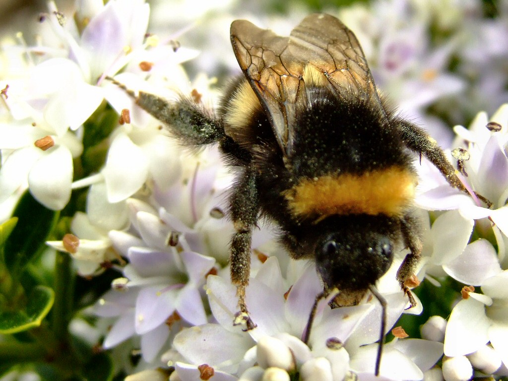 bumble-bee-facts-and-latest-photographs-the-wildlife