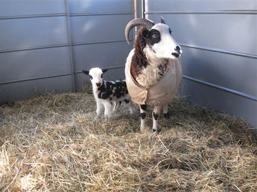 Octavia and ram lamb