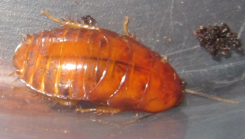 Hisserdude's Roaches - Page 2 Panchlora%252336
