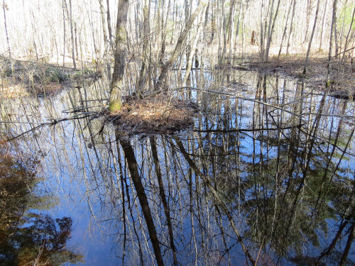reflection in Muckwa Creek