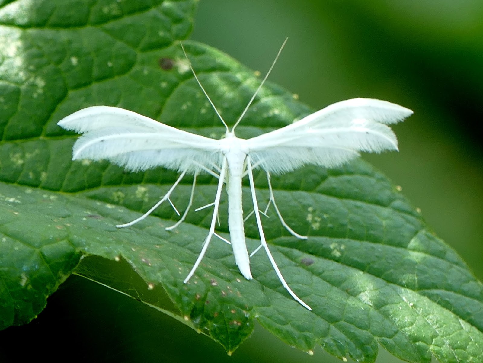 Peter Lovett's ramblings White Plume Moth, Pterophorus pentadactyla