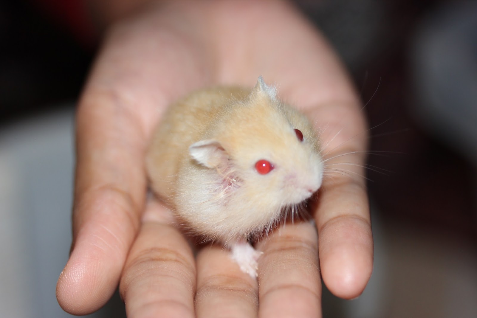 Gallery Hamster 1 ( Hamster Winter WHite Golden Red Eyes.