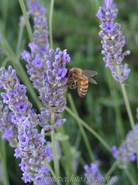 oleolito alla lavanda rimedio contro le punture d'insetto e tanto altro