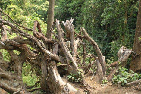 air terjun tiu kelep senaru lombok utara
