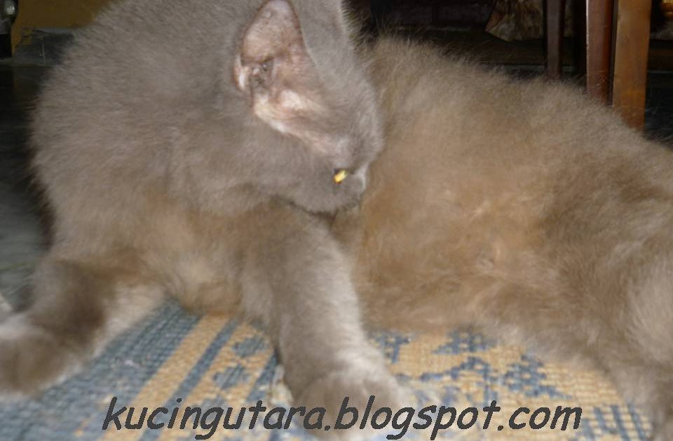 Kucing Utara: Rawatan bulu kucing gugur