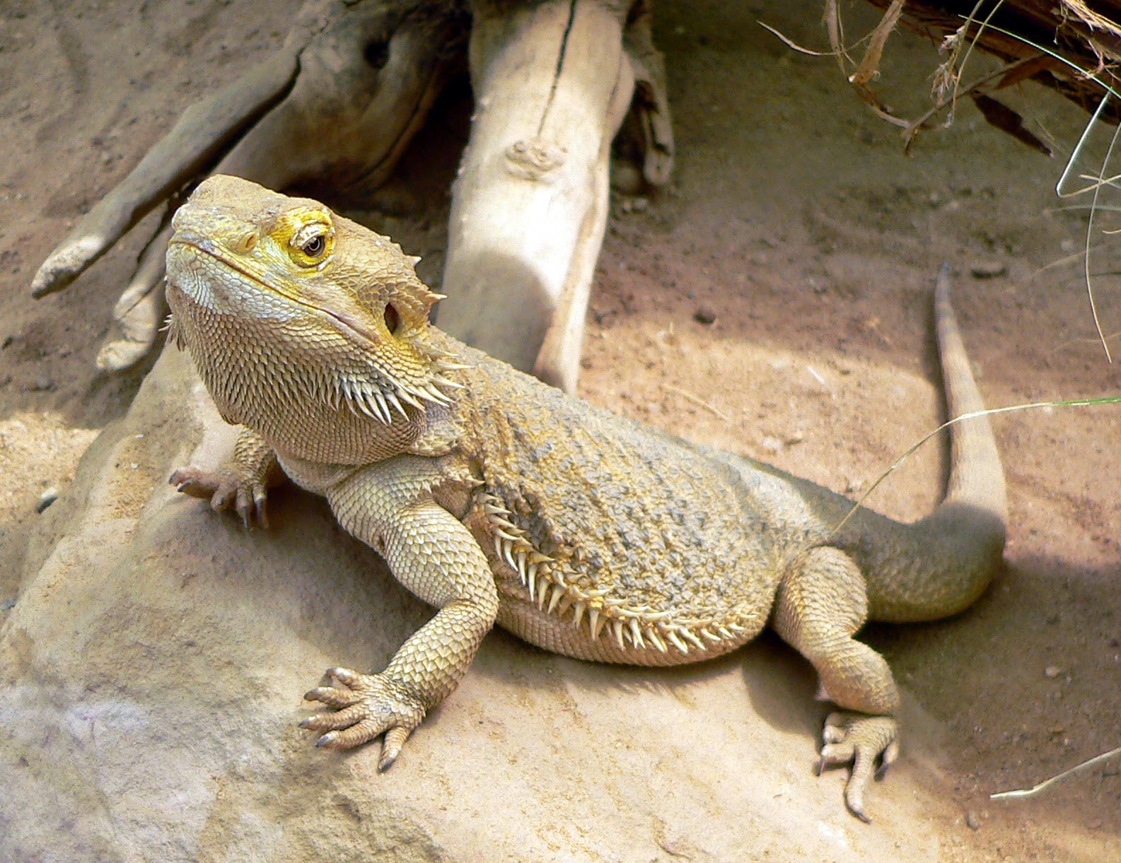 adolescent-bearded-dragon-healthy.jpg