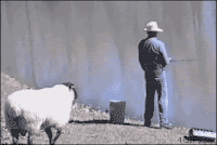 Sheep rams into man