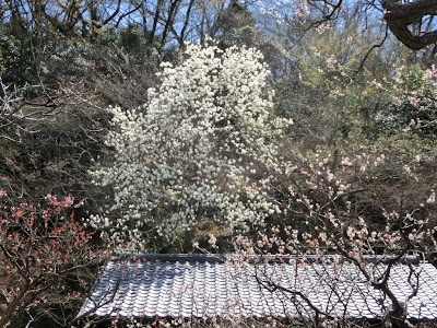 東慶寺のハクモクレン