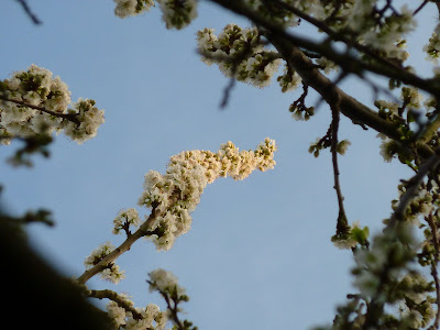 Plum tree blossom branch in evening sun 30 Mar 2012