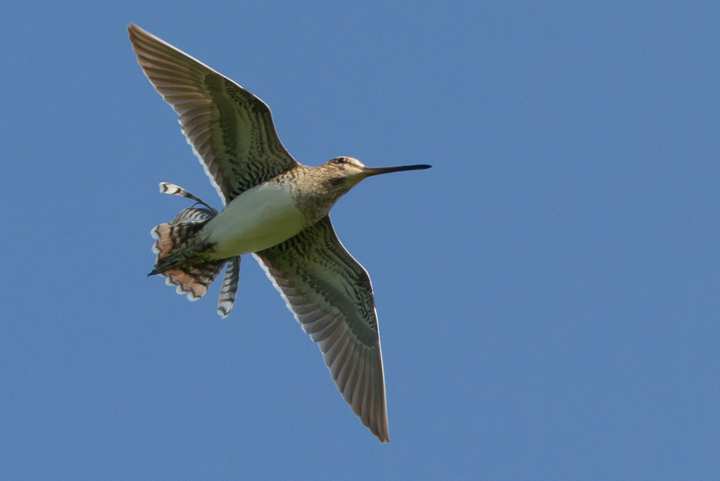 Oxon Birding Blog Otmoor 27th May
