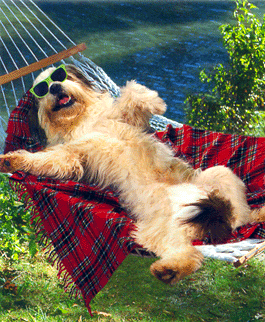 Should You Take Your Dog On Vacation?