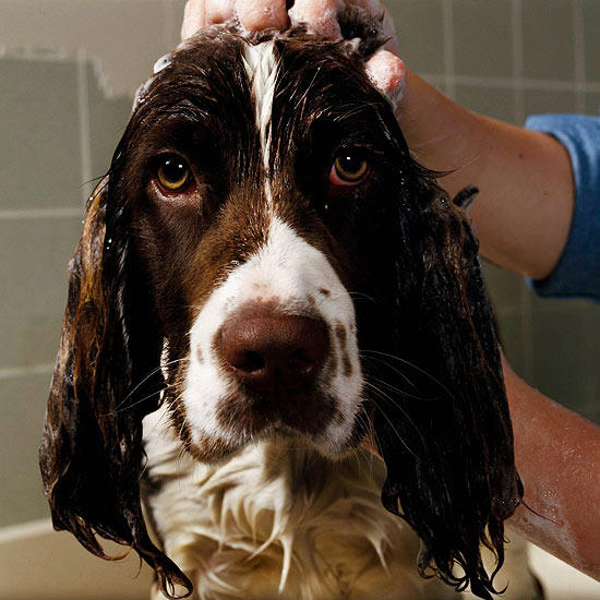 10 Steps to a Clean Dog first coastworld