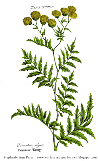 Colonial Herbs and Uses