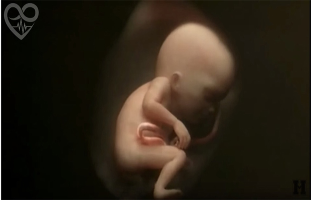 This Stunning Video Shows 9 Months of Life in the Womb In Just 4 Minutes