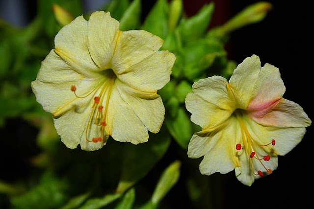 Mirabilis jalapa (The four o'clock flower) pale yellow flowers