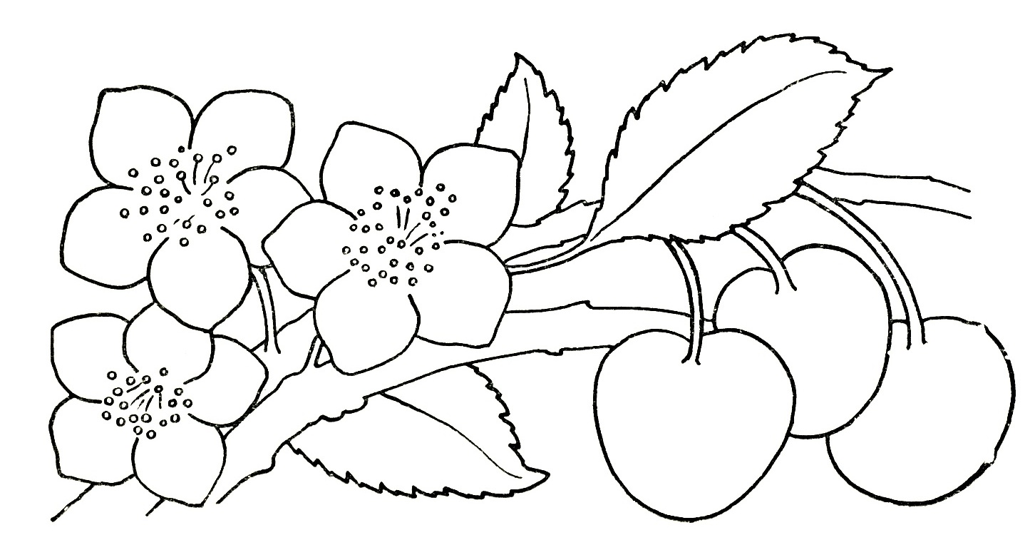 Flower Drawing - Flower Picture 07