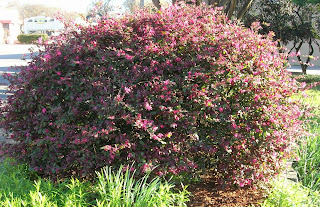 loropetalum gardeners memphis musings master area garden sally evergreen belvedere hillard mini park