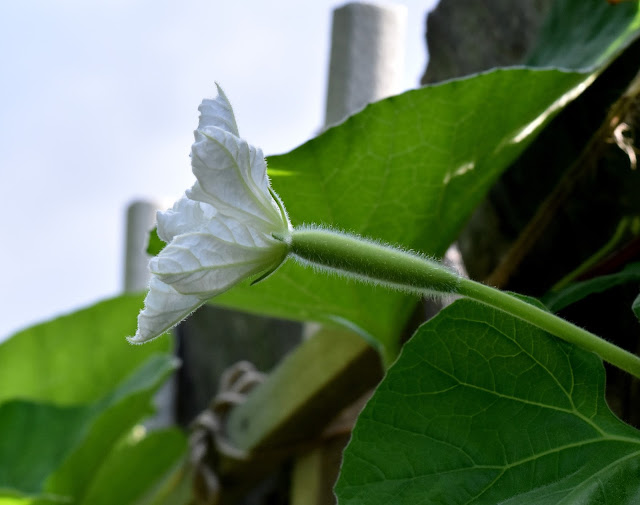 Opo Squash/ Bottle Gourd Female Flower