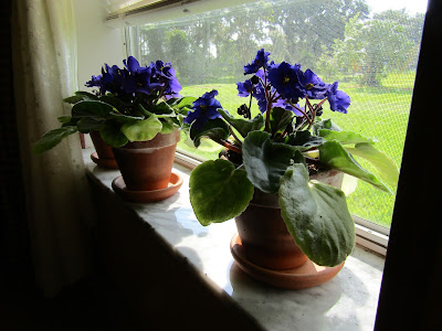 African Violets www.sewplus.blogspot.com