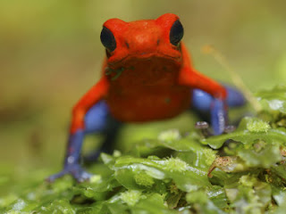 Funny Poison Dart Frog