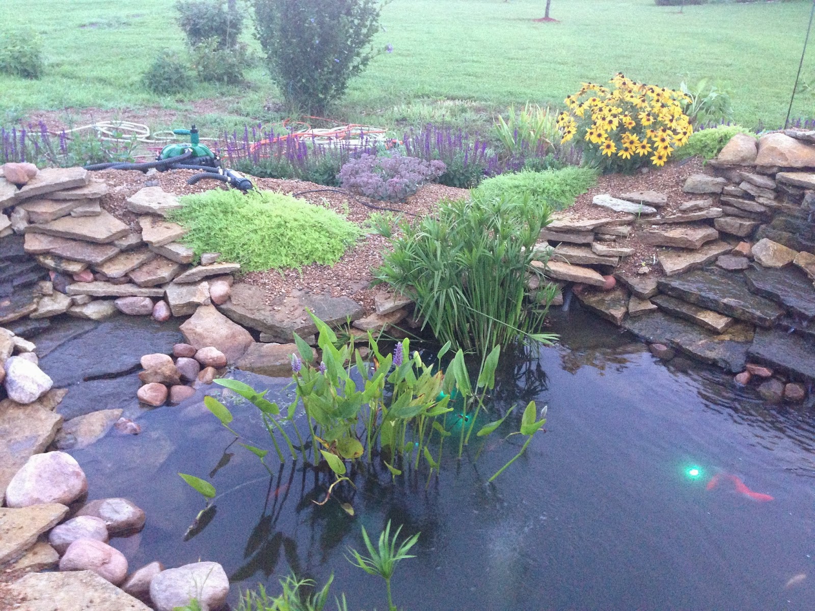 Backyard Pond