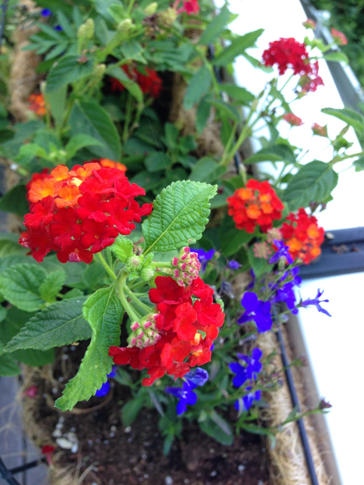 AllPurpose Flower July 2014