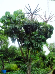 Jual Pohon Walisongo | Aneka Tanaman Dan Pohon Indoor | Tukang Taman Dibogor
