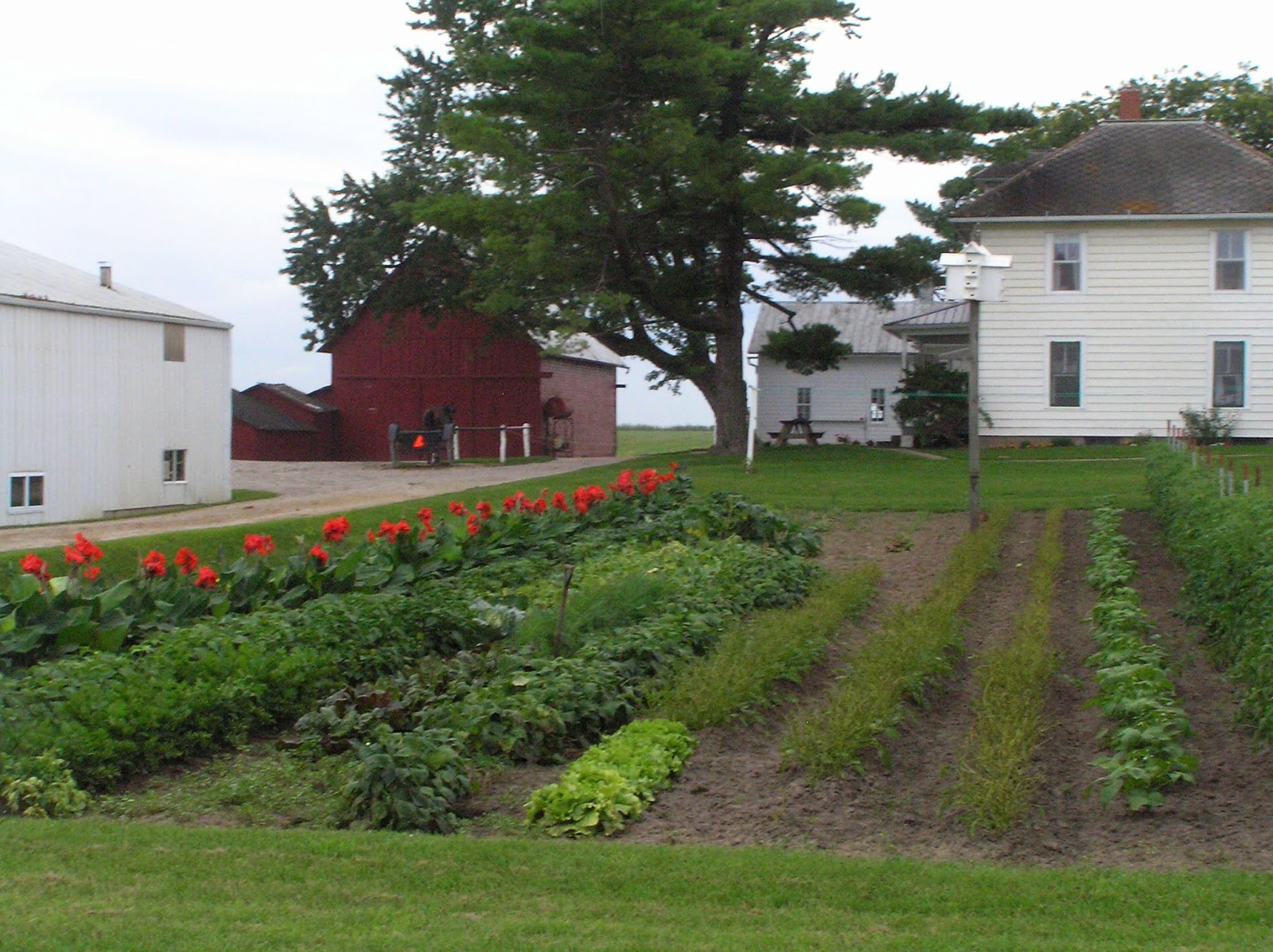 New York State of Mind KALONA, IA AMISH