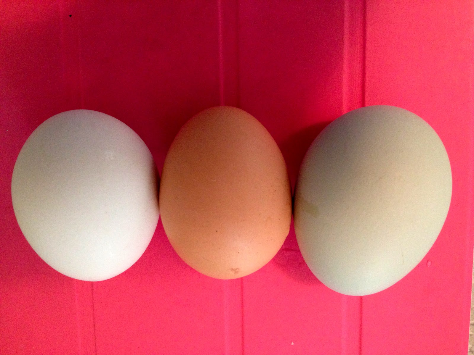 WineBookGirl Green Eggs & Brown Eggs & White Eggs Experimenting with