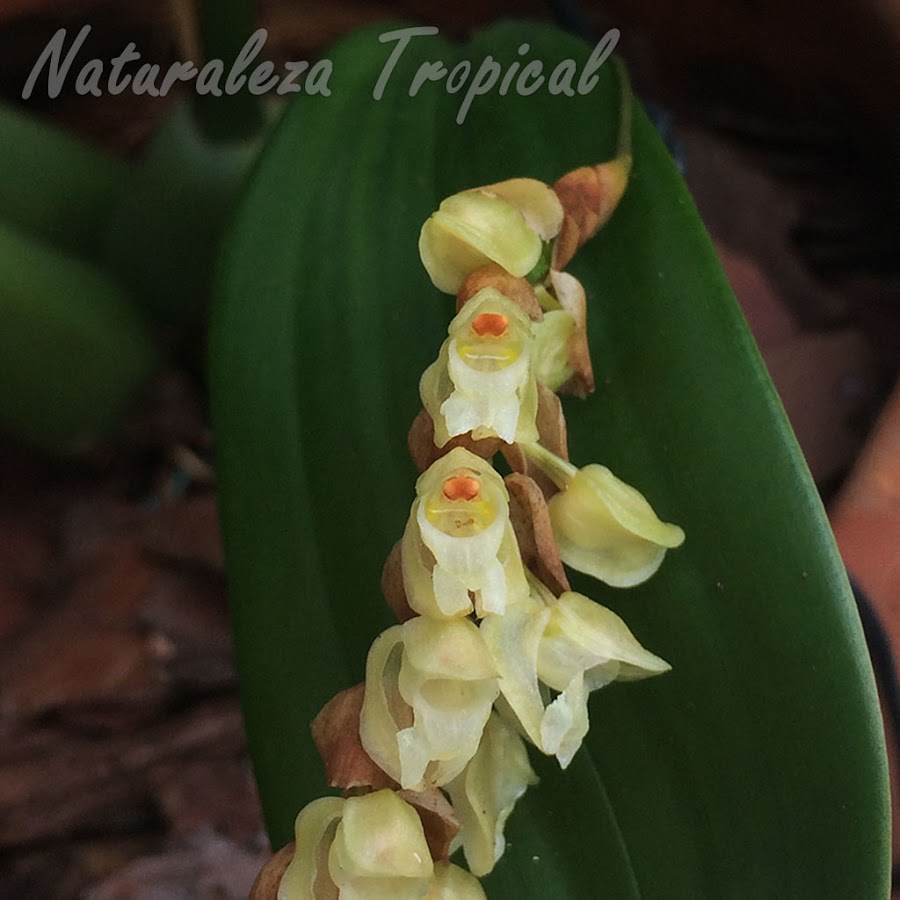 Flores características de la orquídea Pholidota imbricata