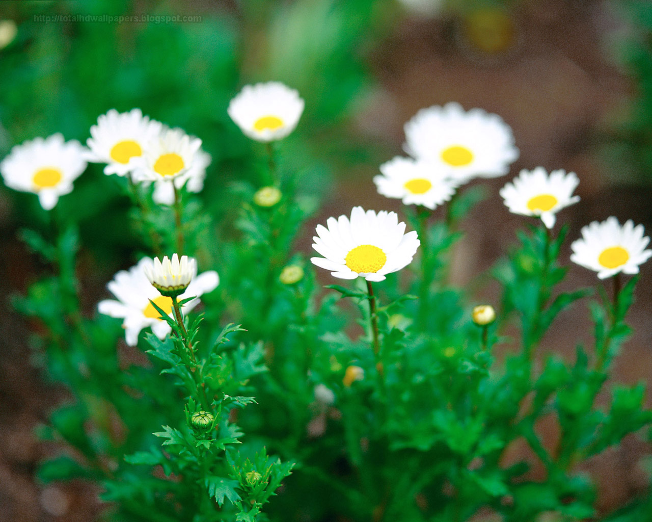 Daisy wallpapers hd - Free Wallpaper