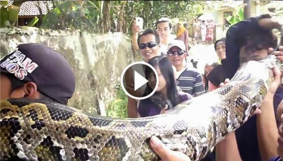 World's Biggest Snake NEW 2013 world's biggest snake found alive not ...