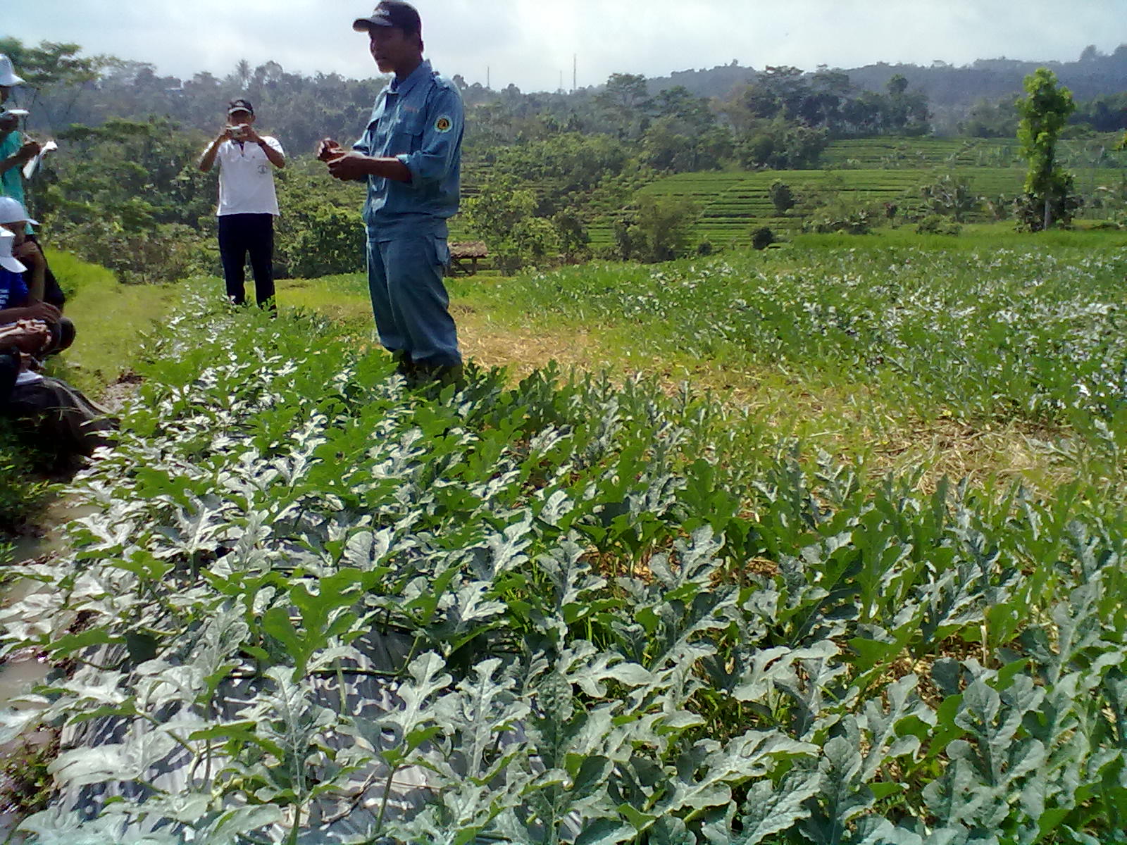 TEKNIK CABUTAN ALTERNATIF PERBANYAKAN BIBIT UNTUK HUTAN RAKYAT TEKNIK CABUTAN ALTERNATIF PERBANYAKAN BIBIT UNTUK HUTAN RAKYAT