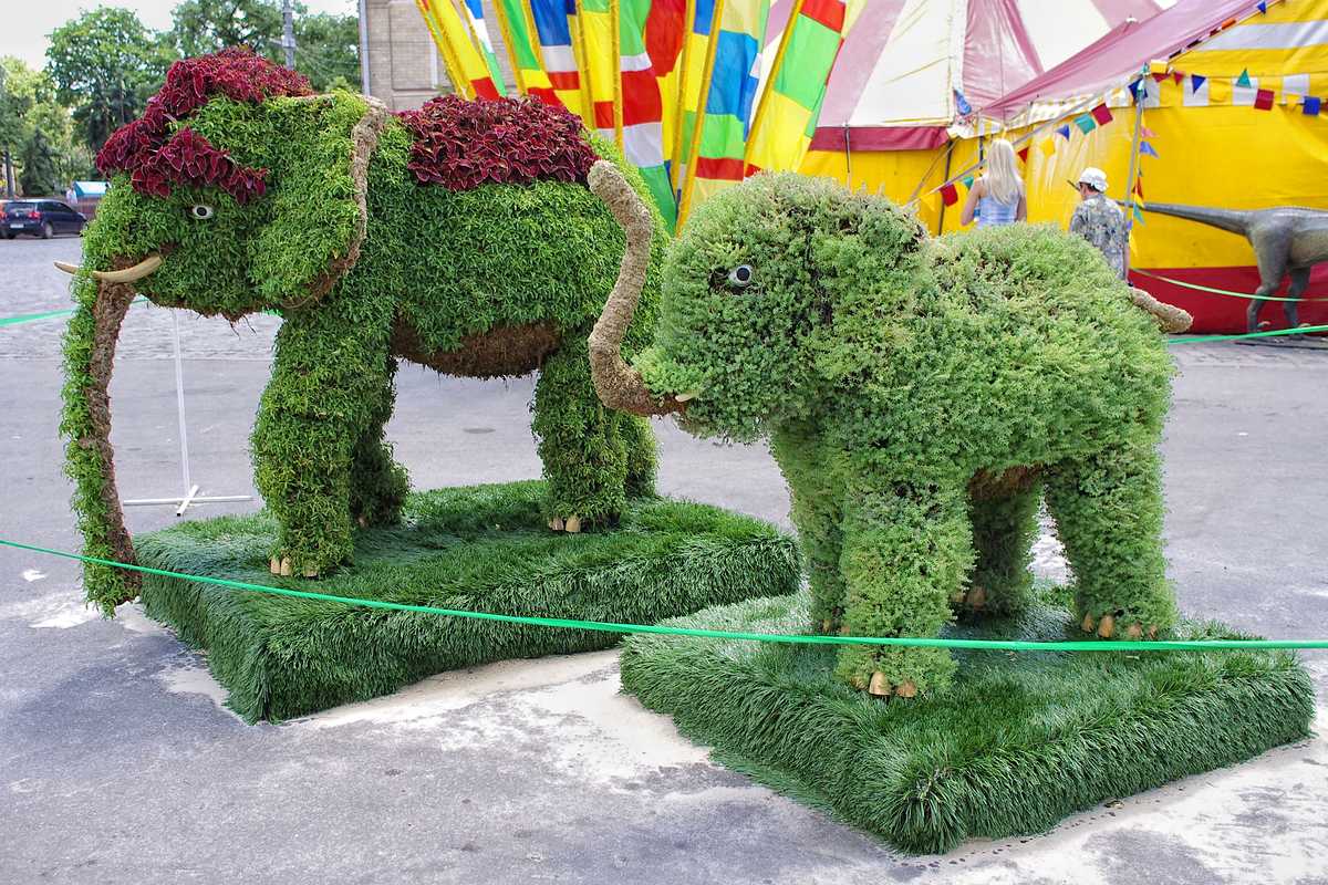Awesome elephant bush Topiary garden, Elephant, Topiary