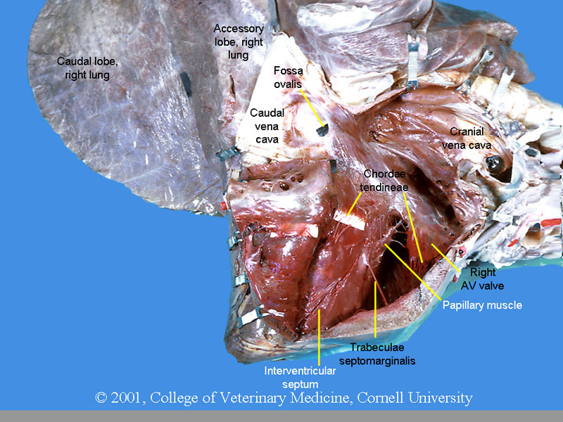 Vet Blog: July 2012