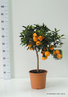 Variedades Citrus reticulata (mandarino)