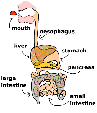 Jagobhart Group Of Eductional Sites: Digestion System Of Human