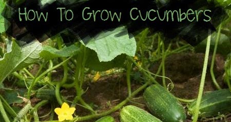 How to grow cucumbers indoors and outdoors #Organic_Gardening - My