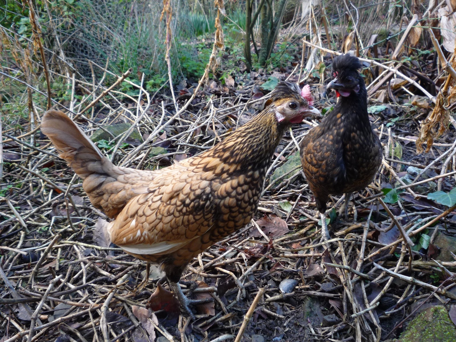 Stress in Organic Chickens When? Why? Whom? Identification, causes