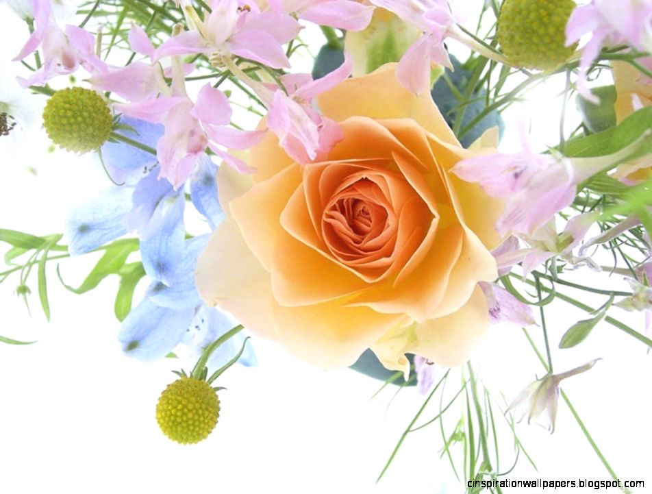 Flowers Rose Flower Backgrounds Hd Wallpapers  Wallpapers Collection