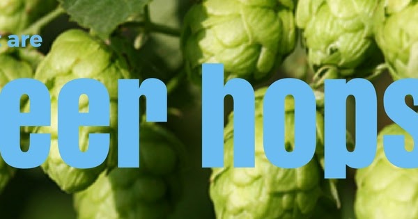 Endeavour Hops Pellets 100g of The Freshest UK Hop Use at Boil Or Dry Hopping for A Perfect Flavouring to Your Finished Beer 2019 Crop Craft Ale Ingredients for Beer Brewing