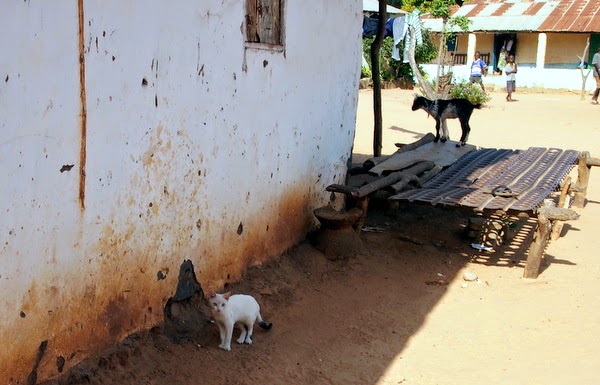 Cat from Juffureh, The Gambia cat and goat