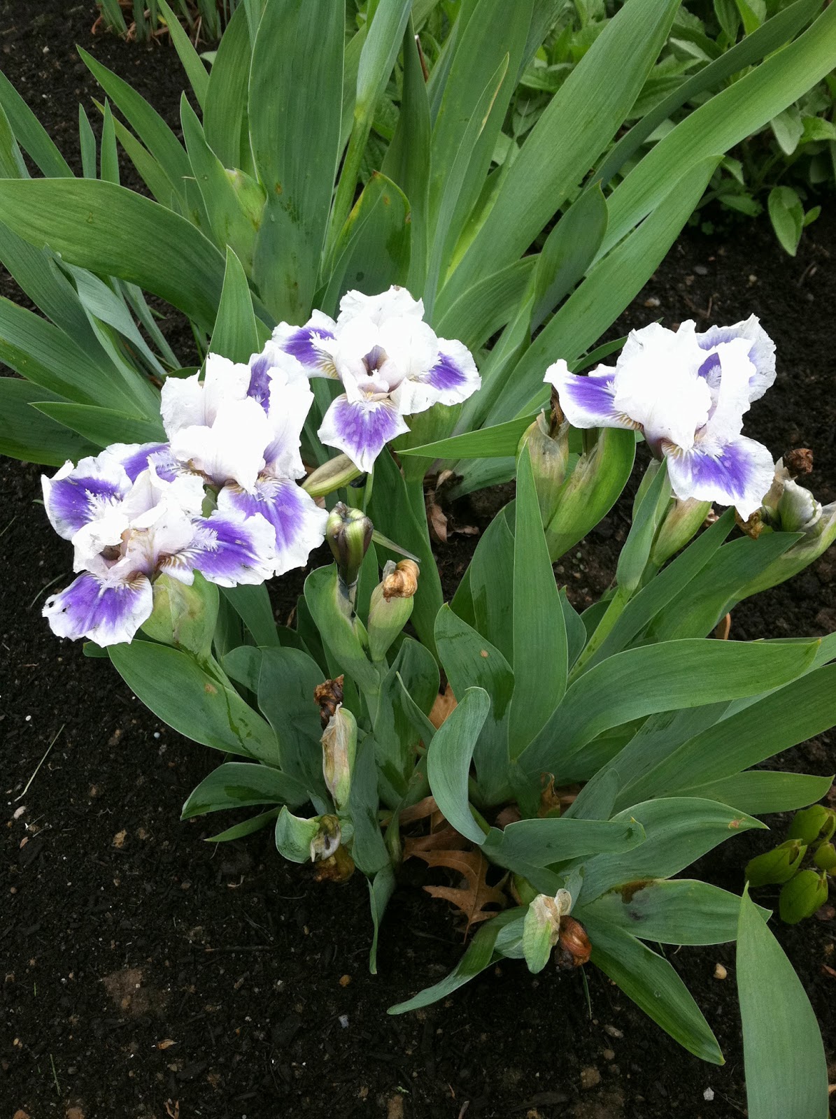 IRIS