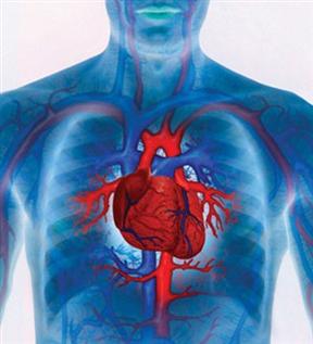 Vascularización periférica del Corazón