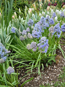 Grape hyacinths at Centennial Park Conservatory Spring Flower Show 2017 by garden muses-not another Toronto gardening blog