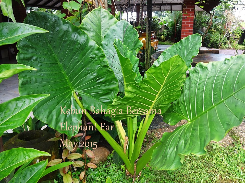 Kebun Bahagia Bersama Keladi  Gajah