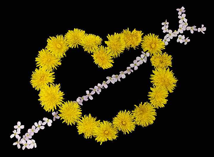 Miłość od pierwszego wejrzenia - serce z żółtych kwiatów mniszka lekarskiego przebite strzałą z białych kwiatków